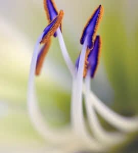 Stamens