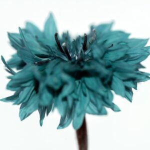 Cornflower